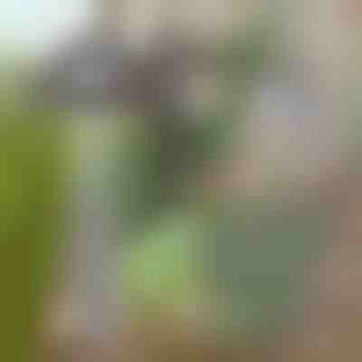 Σκαλιστήρι κήπου για εύκολη αφαίρεση ζιζανίων | GRASSOE